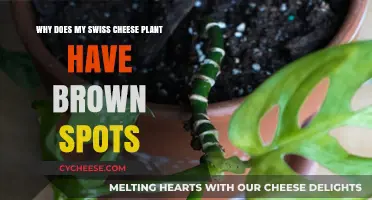 Swiss Cheese Plant: Brown Spots, What's Wrong?