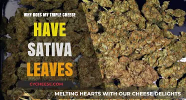 Sativa Leaves in Triple Cheese: Unraveling the Unexpected Herb Mystery