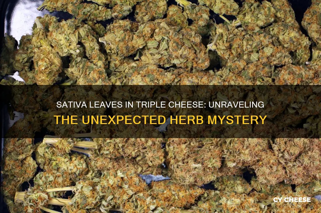 why does my triple cheese have sativa leaves