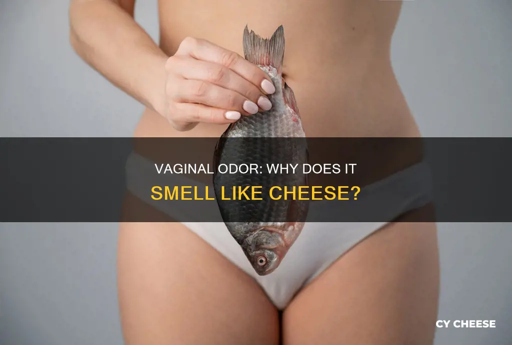 why does my vigina smell like cheese