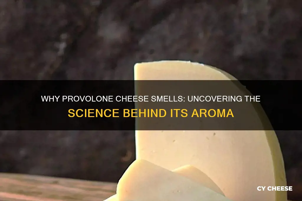 why does provolone cheese smell
