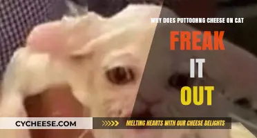 Why Putting Cheese on Cats Triggers Their Freak-Out Mode