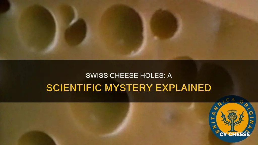 why does swiss cheese have holes live science