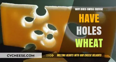 Swiss Cheese Holes: The Mystery Behind the Holes