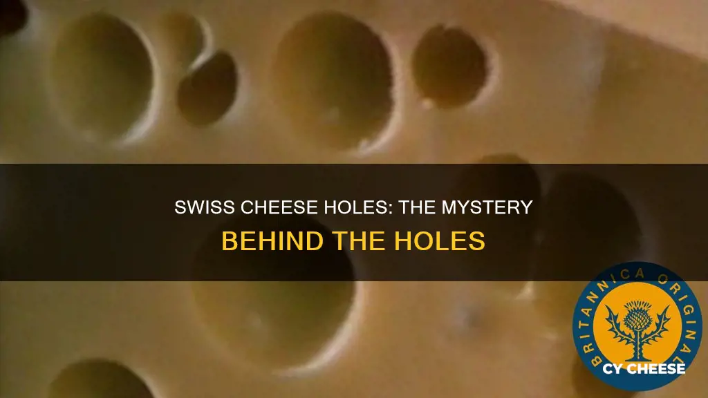 why does swiss cheese have holes wheat