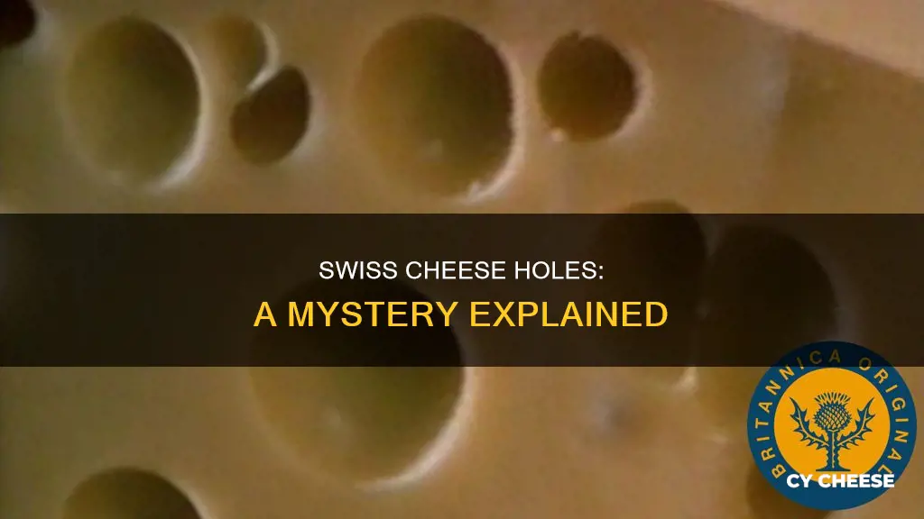 why does swiss cheese have holes3