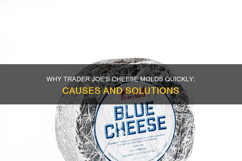 why does trader joe cheese turn moldy after one week