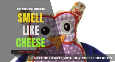 Valerian Root's Cheesy Odor: Why Does It Stink?
