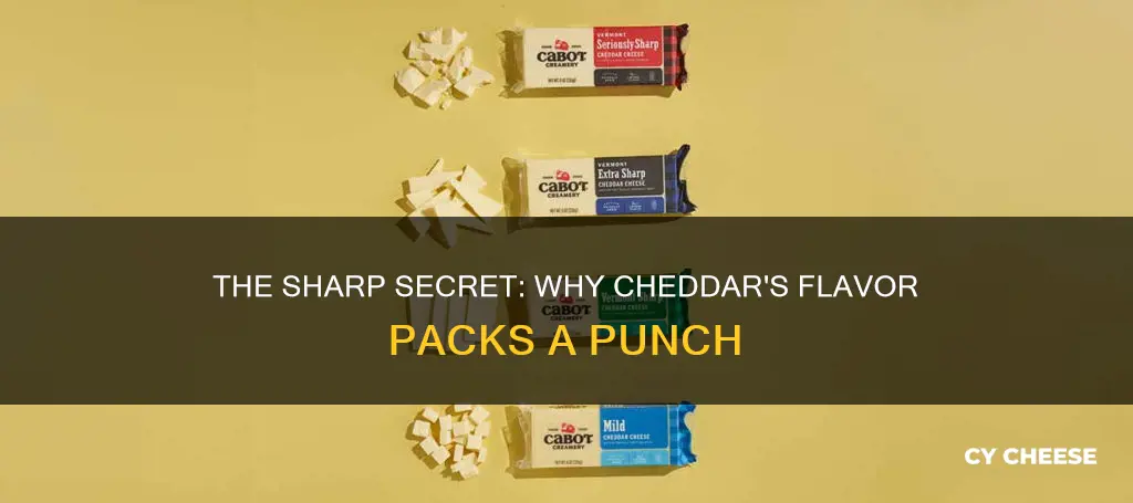 why doews cheddar cheese have a sharp flavor