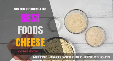 Best Diarrhea Diet for Dogs: Cheese and More