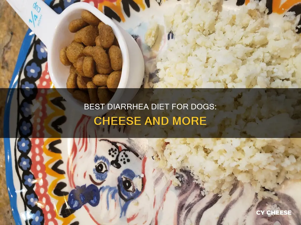 why dogs get diarrhea diet best foods cheese