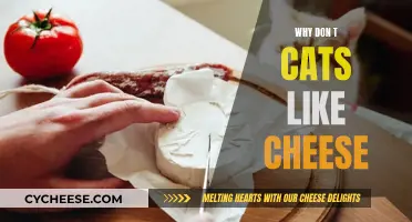 Cats and Cheese: A Strange Relationship Explained