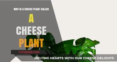 Why is a Cheese Plant Called a Cheese Plant?