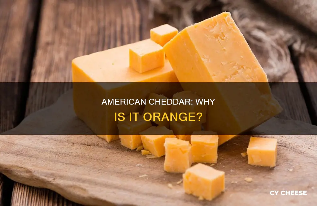 why is american cheddar cheese orange