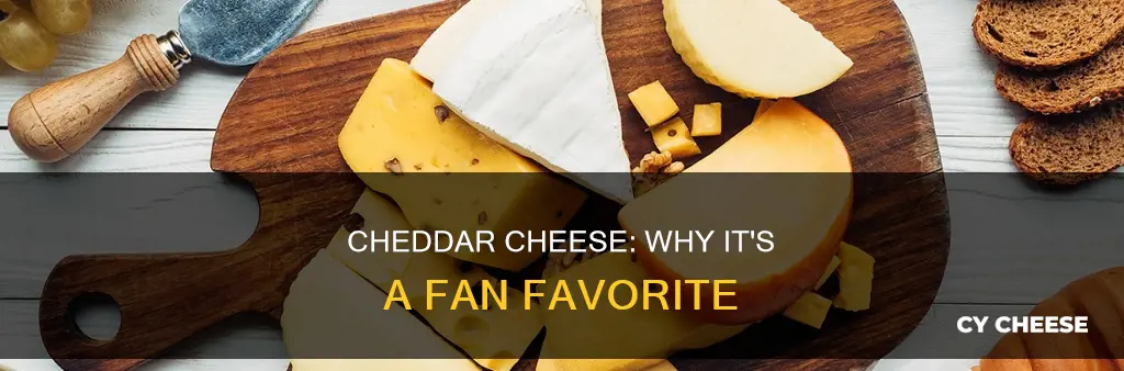 why is cheddar cheese so popular