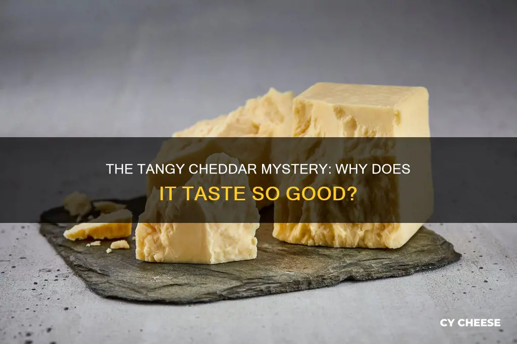 why is cheddar cheese tangy