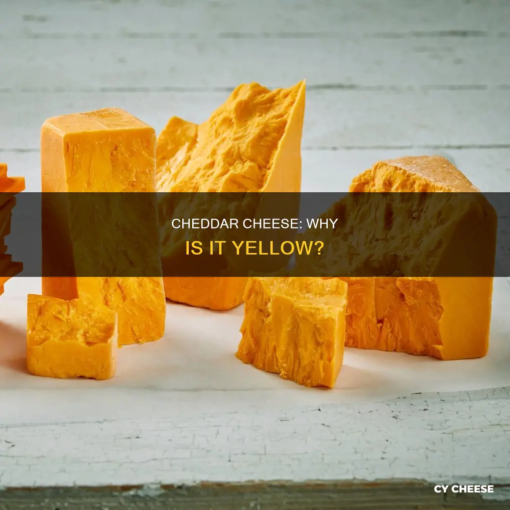 why is chedder cheese yellow