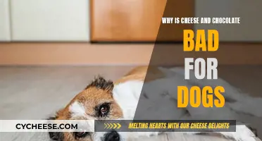 Cheese and Chocolate: A Dog's Deadly Duo