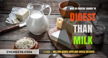 Cheese vs. Milk: Why Cheese is Easier on Your Digestive System