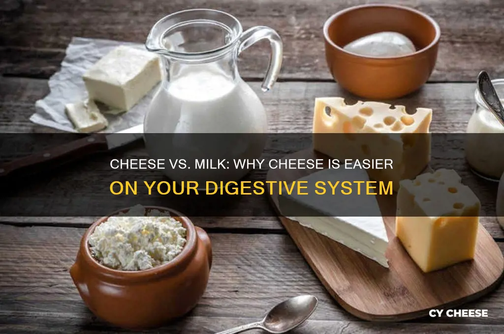 why is cheese easier to digest than milk