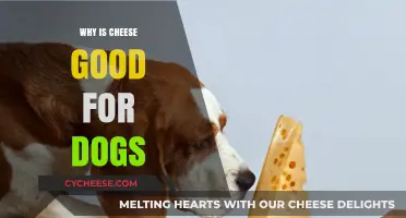 Cheese Benefits for Dogs: A Tasty and Healthy Treat
