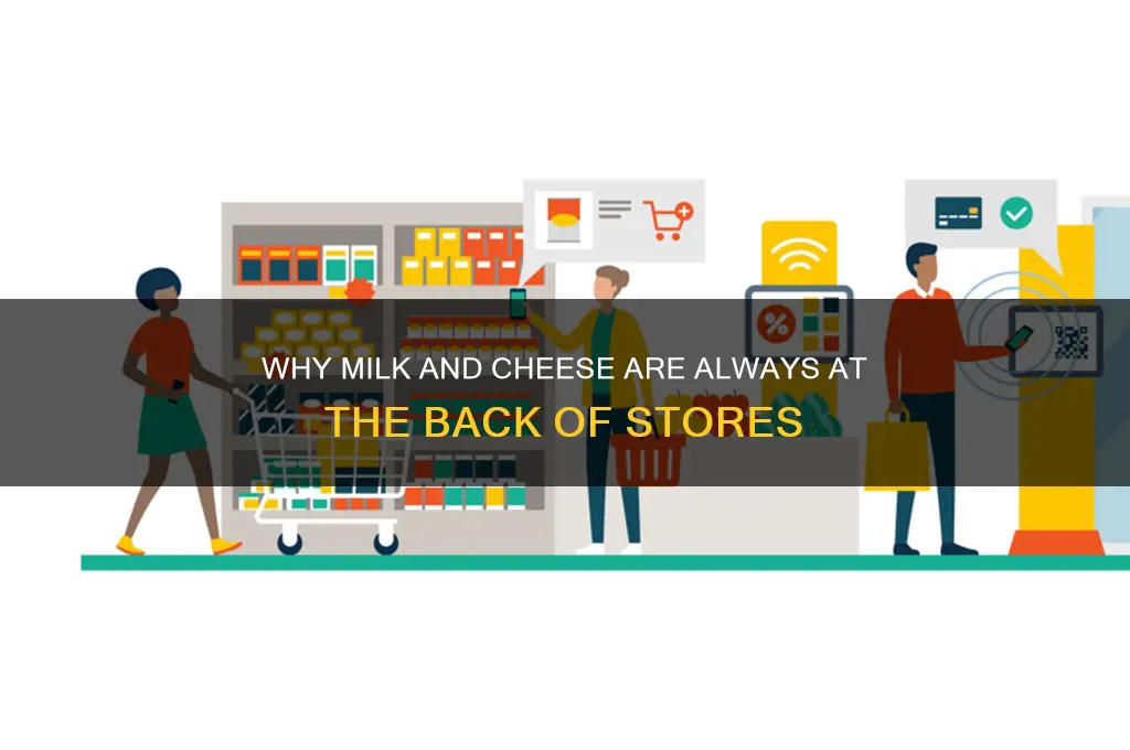 why is milk and cheese in the back of stores