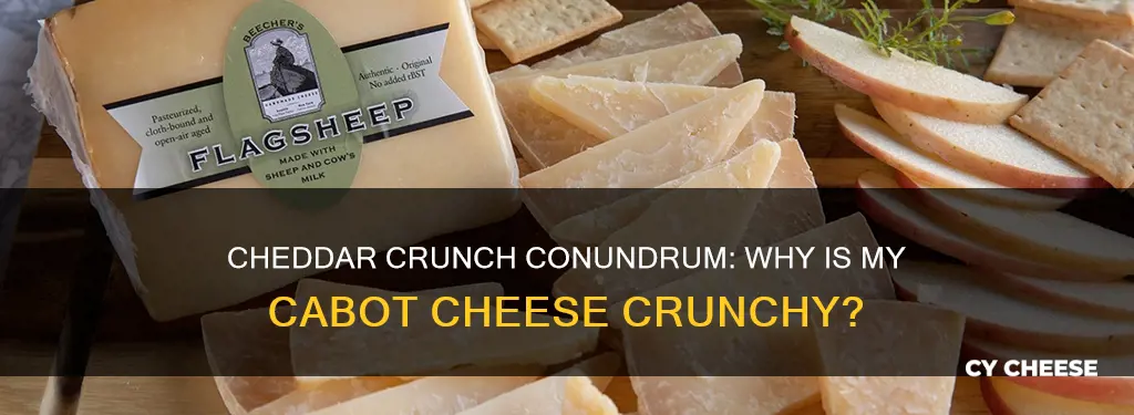 why is my cabot cheddar cheese a little crunchy