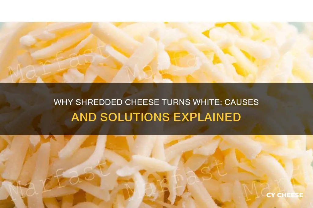 why is my shreaded scheeded cheese turnig white