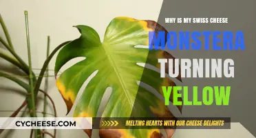 Troubleshooting Yellow Monstera Leaves: Swiss Cheese Edition