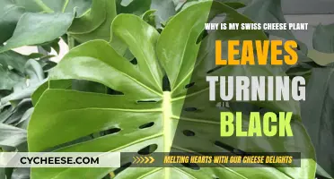 Black Leaves on Swiss Cheese Plants: What's Wrong?