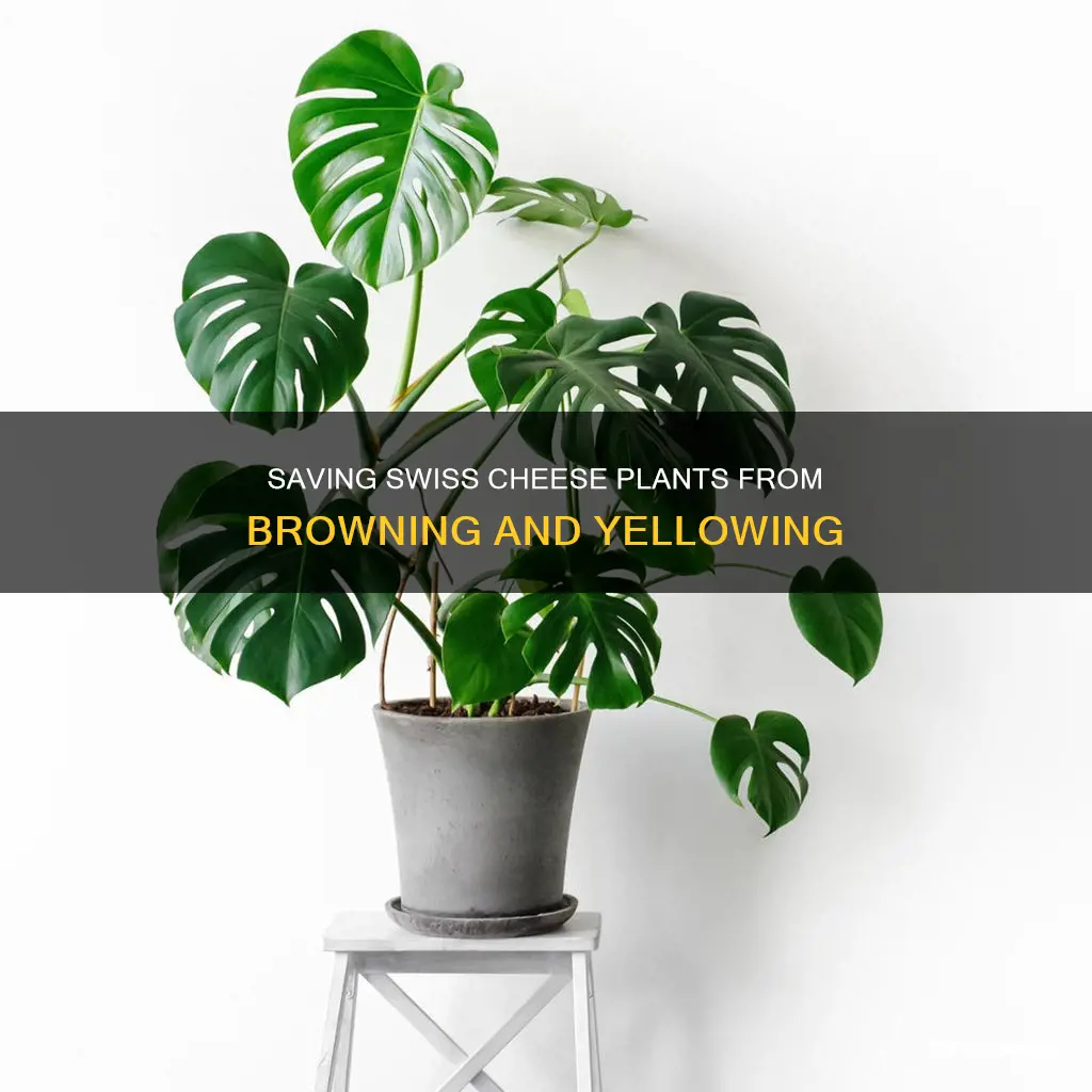 why is my swiss cheese plant turning yellow and brown