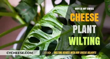 Saving Swiss Cheese Plants from Wilting