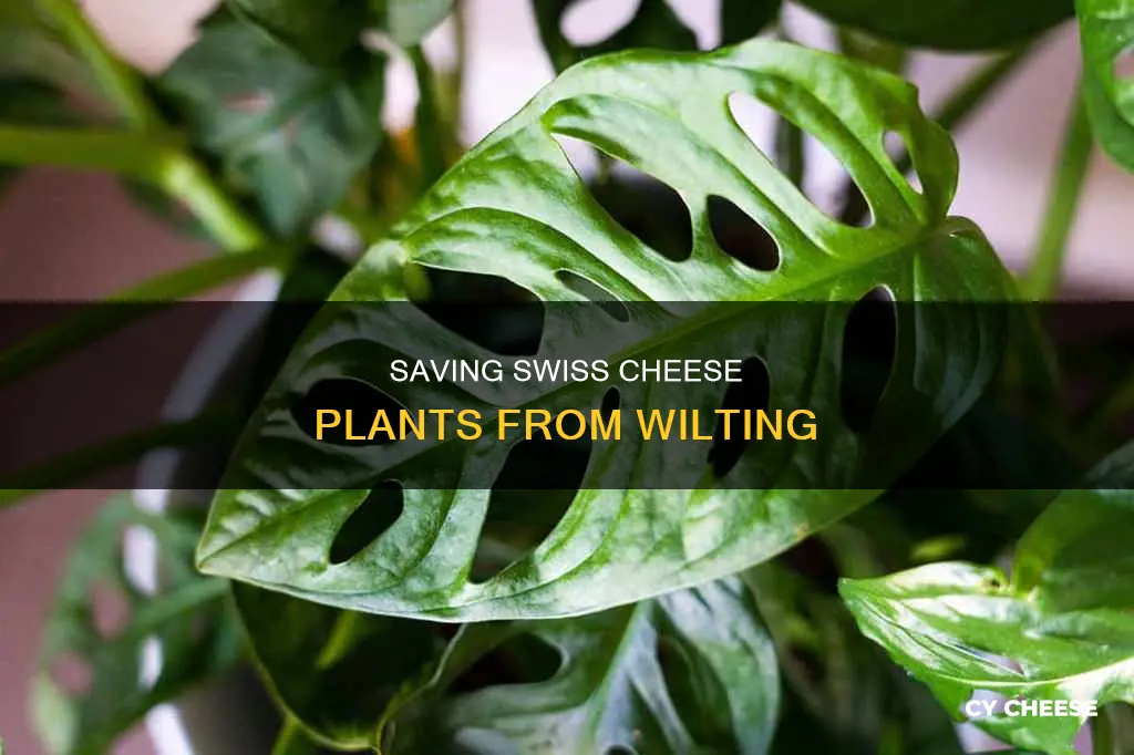why is my swiss cheese plant wilting