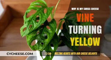 Reviving Swiss Cheese Vines: Addressing Yellowing Leaves