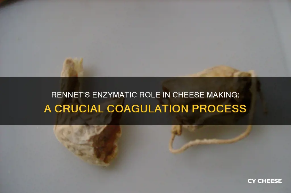 why is rennet an enzyme when making cheese