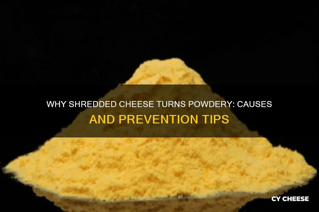 why is shredded cheese powdery