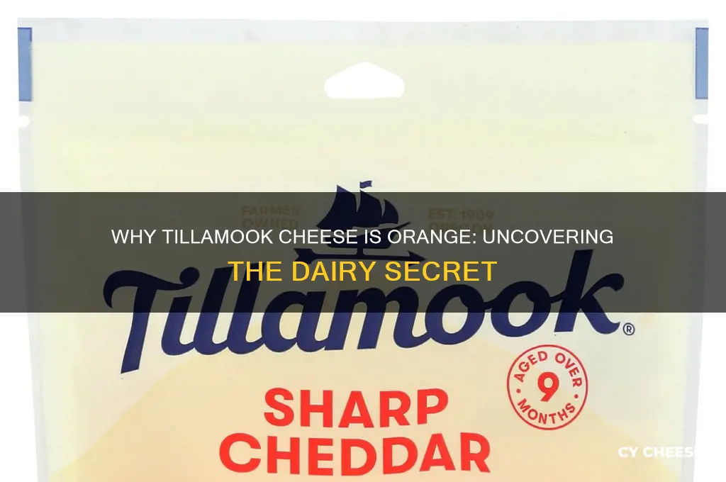 why is tillamook cheese orange
