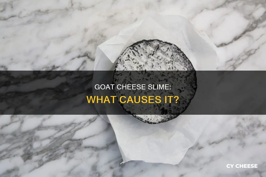 why making goat cheese gets slimy