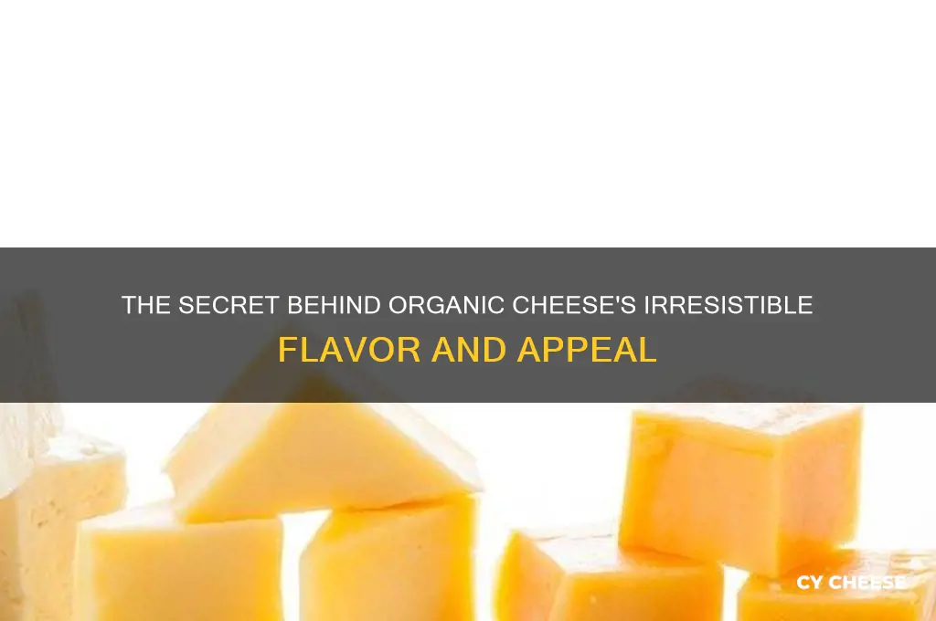 why organic cheese taste so good