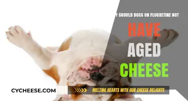 Fluoxetine and Aged Cheese: A Dangerous Mix for Dogs