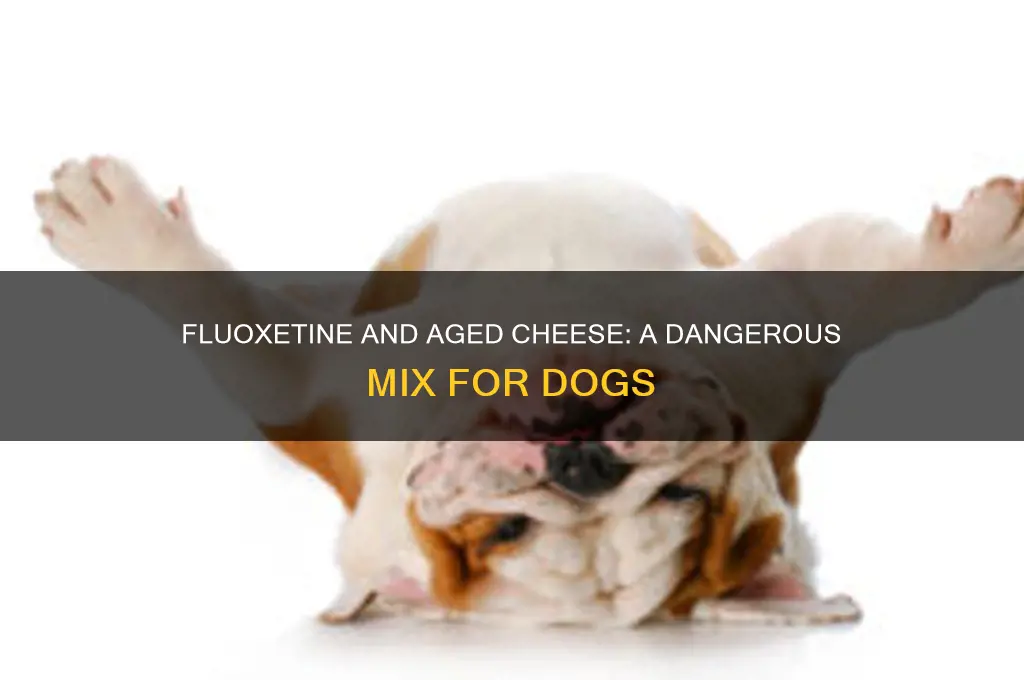 why should dogs on fluoxetine not have aged cheese