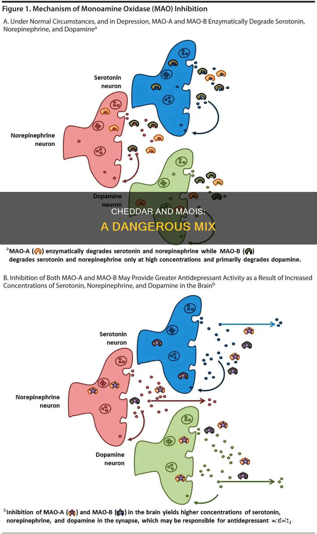 why should you avoid cheddar cheese if taking maoi