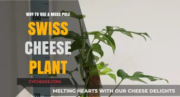 Moss Poles: Support Your Swiss Cheese Plant's Climb