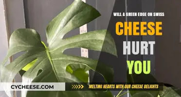 Swiss Cheese: Is Green Edge Safe to Eat?