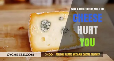 Is Moldy Cheese Safe? Risks of Eating Cheese with Mold