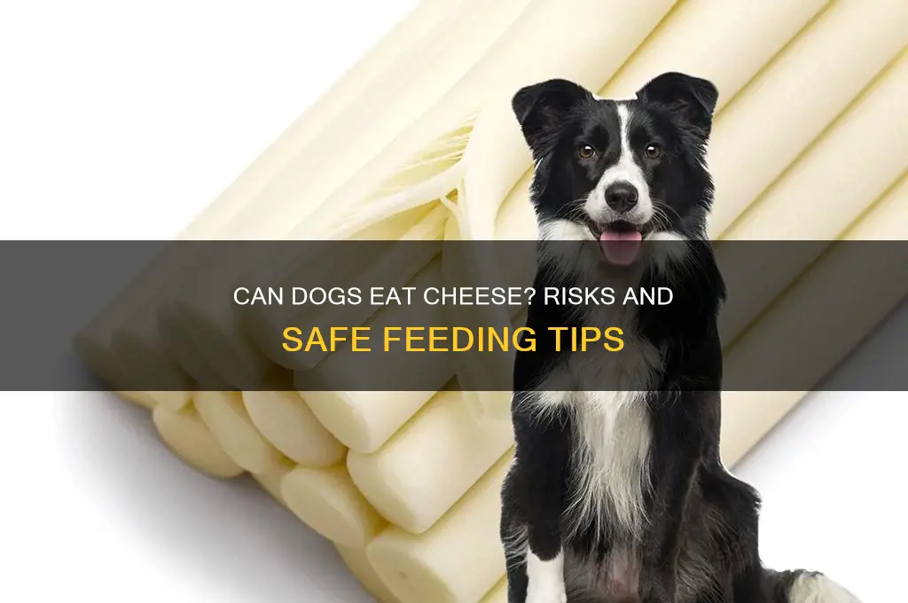 will a piece of cheese hurt my dog