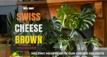 Baby Swiss Cheese Browning: What's the Deal?