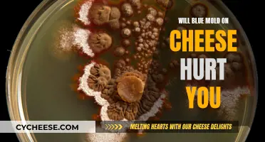 Blue Mold on Cheese: Is It Safe to Eat?