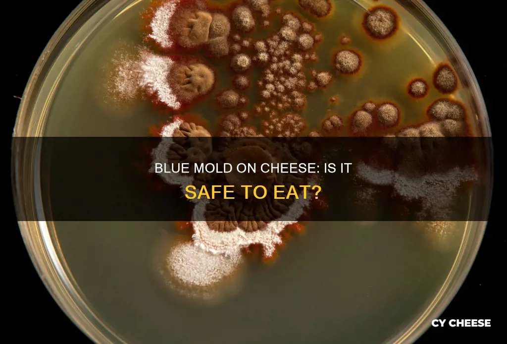will blue mold on cheese hurt you