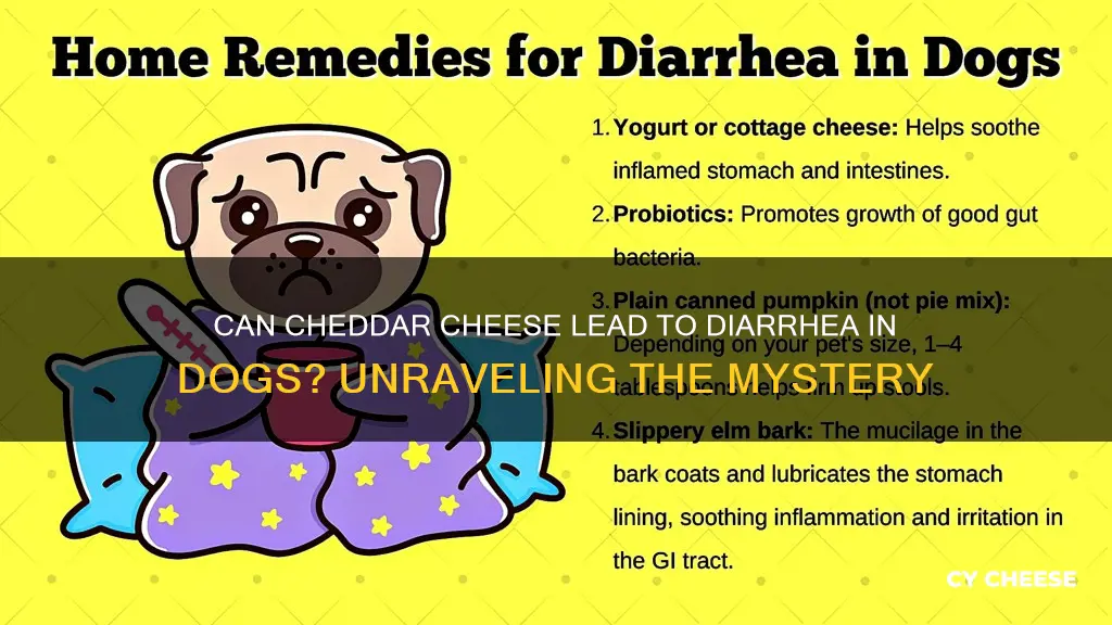 will cheddar cheese cause diarrhea in my dog